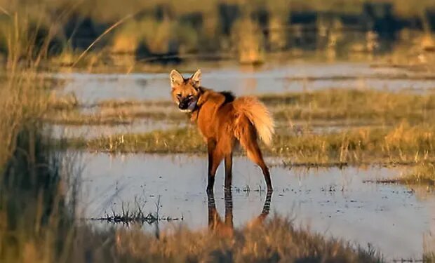 El Aguará Guazú es un animal solitario, no viaja en manadas ni en pareja